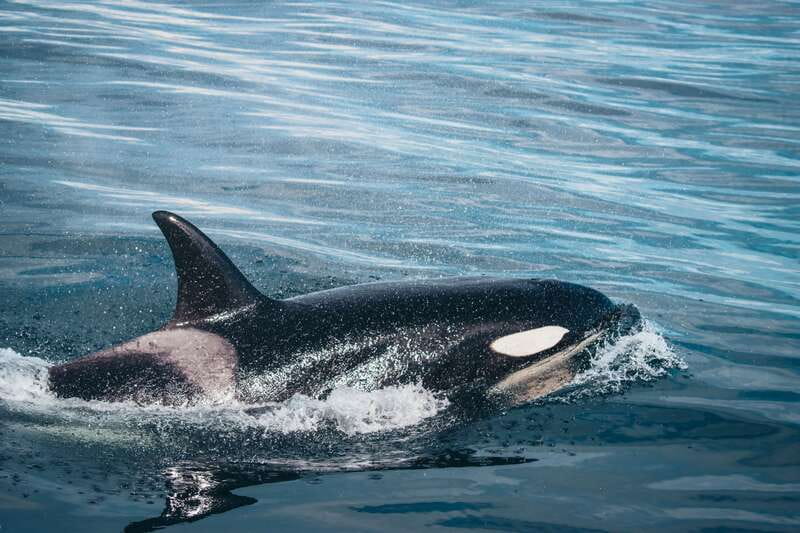 Victoria: Covered Whale Watching Adventure with Free Photos - Searching the Haro Strait and Juan de Fuca