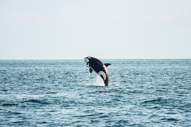 Victoria Half-Day Whale Watching Adventure with Free Photos - Key points before you book