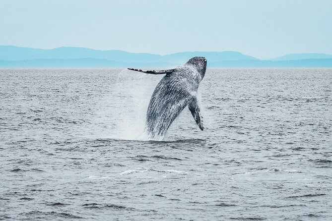 Victoria Half-Day Whale Watching Adventure with Free Photos - Wildlife photography without missing the moment