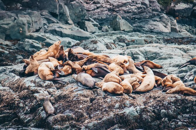 Victoria Half-Day Whale Watching Adventure with Free Photos - Is $154.08 a fair price?