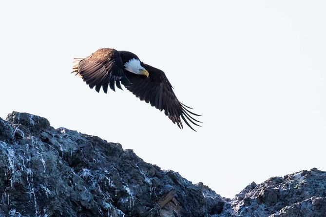 Victoria Marine Wildlife Tour - Open boats, catamarans, and comfort at sea