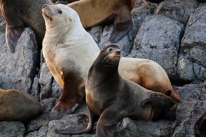 Victoria Marine Wildlife Tour - The value of the $131.43 price