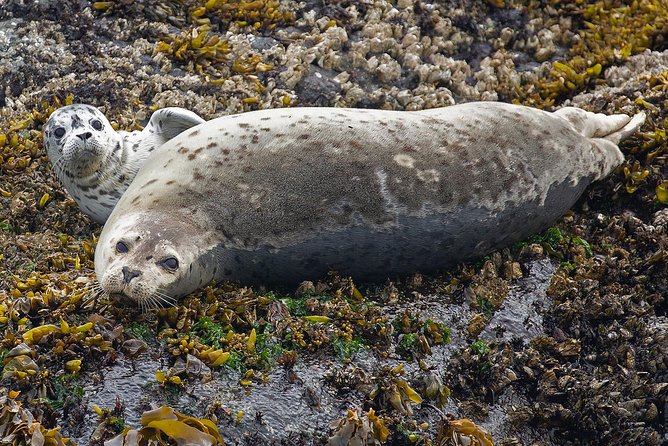 Victoria Marine Wildlife Tour - Who will get the most from this cruise