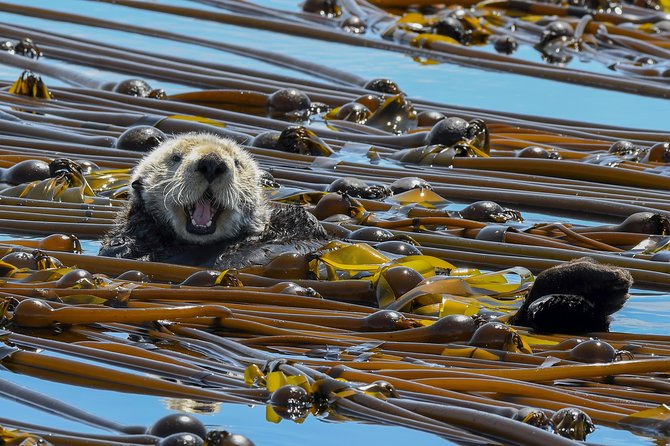 Victoria Marine Wildlife Tour - Booking timing and weather rules