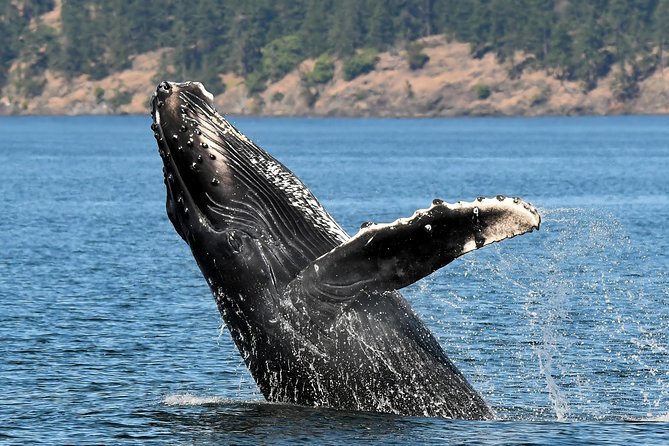 Victoria Marine Wildlife Tour - A guide who makes the search worthwhile