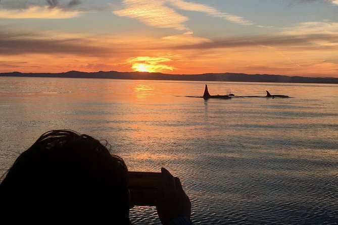 Victoria Sunset Whale-Watching Cruise - Key points to know before booking