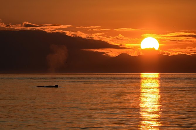 Victoria Sunset Whale-Watching Cruise - What the three-hour itinerary feels like