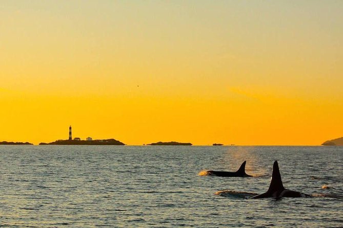 Victoria Sunset Whale-Watching Cruise - How much value do you get for $138?