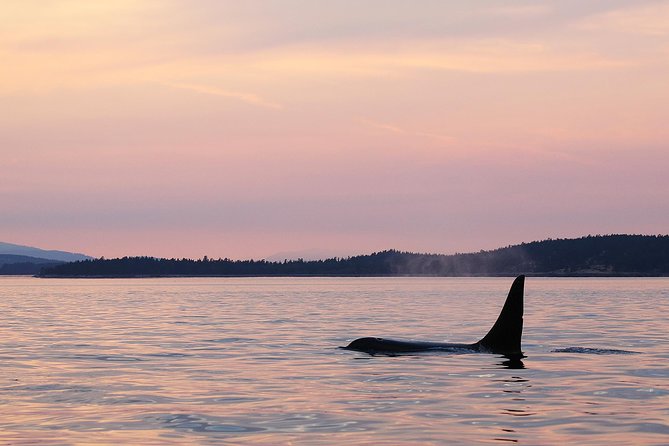 Victoria Sunset Whale-Watching Cruise - The open Scarab boat and the semi-covered option