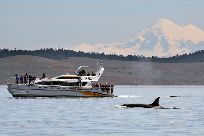 Victoria Whale and Wildlife Cruise - Key points to know before you go