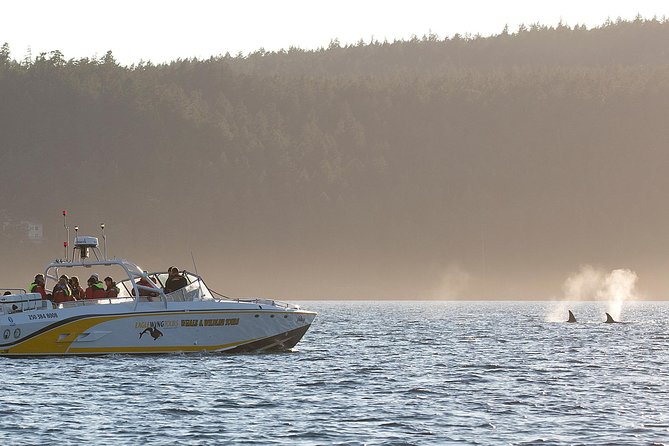 Victoria Whale and Wildlife Cruise - Choosing between the open boat and catamaran