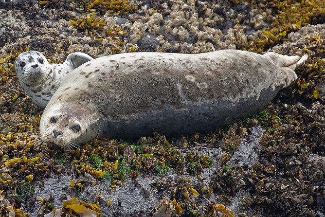 Victoria Whale and Wildlife Cruise - The smaller animals are not filler