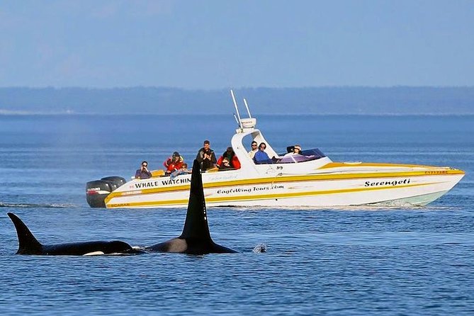 Victoria Whale and Wildlife Cruise - What the 3.5-hour schedule feels like