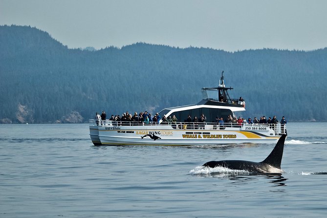 Victoria Whale and Wildlife Cruise - The first search: Victoria’s coastal waters