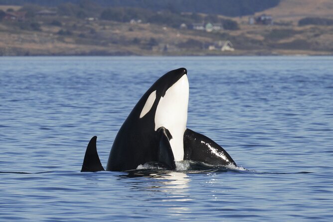 Victoria Whale Watch Tour - What the 60-foot Ocean Cruiser is like
