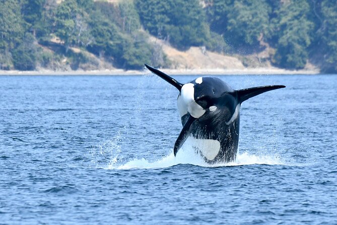 Victoria Whale Watch Tour - Naturalists who explain more than names