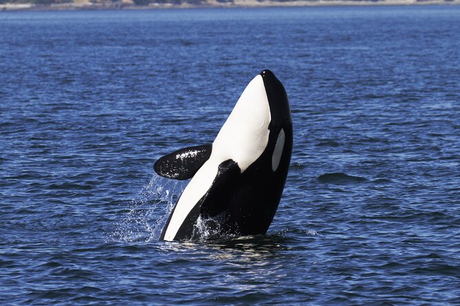 Victoria Whale Watch Tour - Staying warm when summer weather fools you