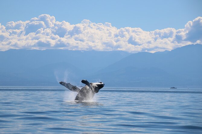 Victoria Whale Watch Tour - Booking, timing, and cancellation details