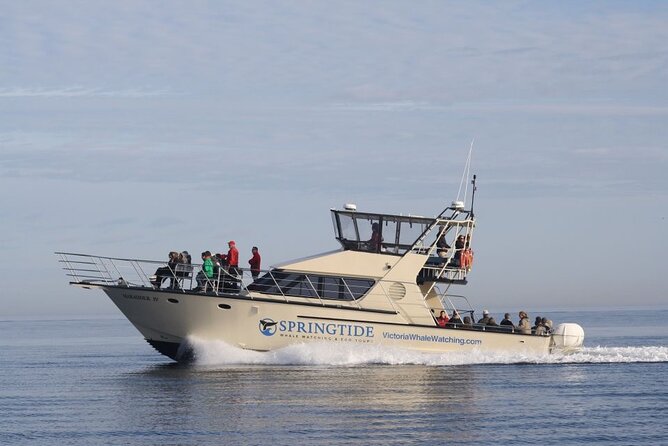 Victoria Whale Watch Tour - The wildlife search, from first fin to final sighting