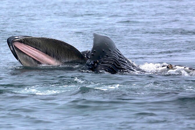 Victoria Whale Watching Cruise with Expert Naturalists - Starting at Five Star Whale Watching on Humboldt Street
