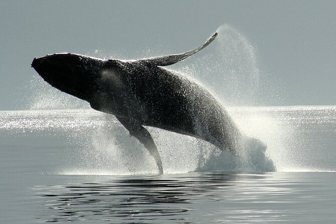 Victoria Whale Watching Cruise with Expert Naturalists - Searching for orcas, humpbacks, and smaller marine life