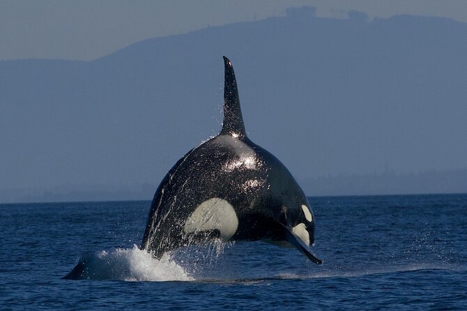 Victoria Whale Watching Cruise with Expert Naturalists - The naturalists make the difference
