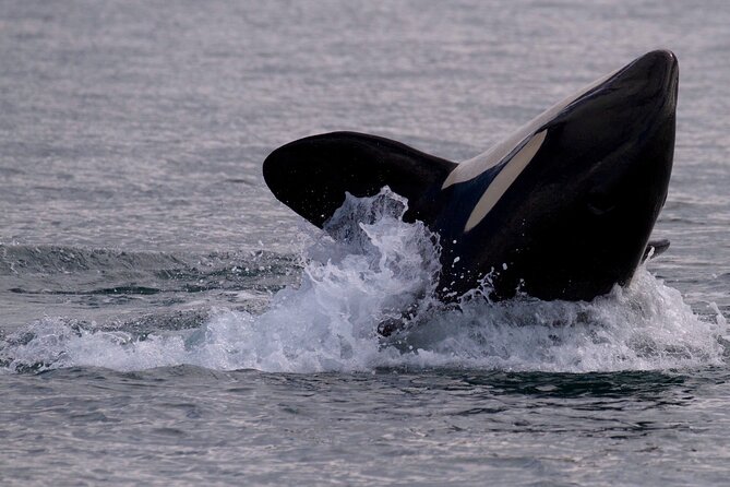 Victoria Whale Watching Cruise with Expert Naturalists - The boat, group size, and comfort level