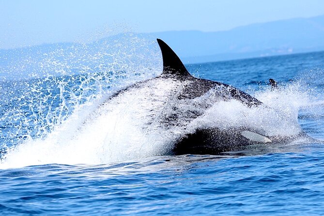 Victoria Whale Watching Cruise with Expert Naturalists - Is $134.02 a fair price?