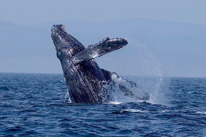 Victoria Whale Watching Cruise with Expert Naturalists - Weather, cancellations, and the practical risks