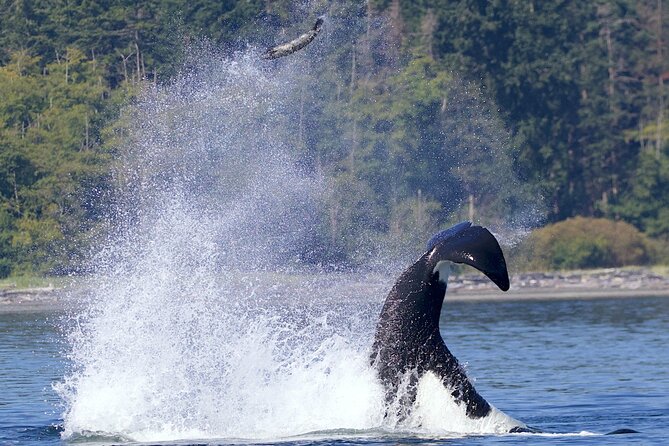 Victoria Whale Watching Cruise with Expert Naturalists - Heading out from Victoria toward Vancouver Island