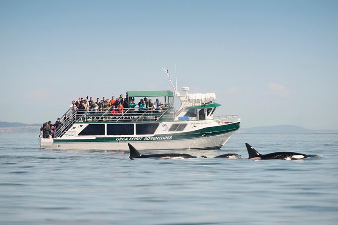 Victoria Whale Watching Tour on a Covered Vessel - Key points to know before you book