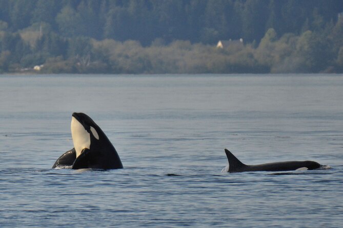 Victoria Whale Watching Tour on a Covered Vessel - Why the naturalists matter