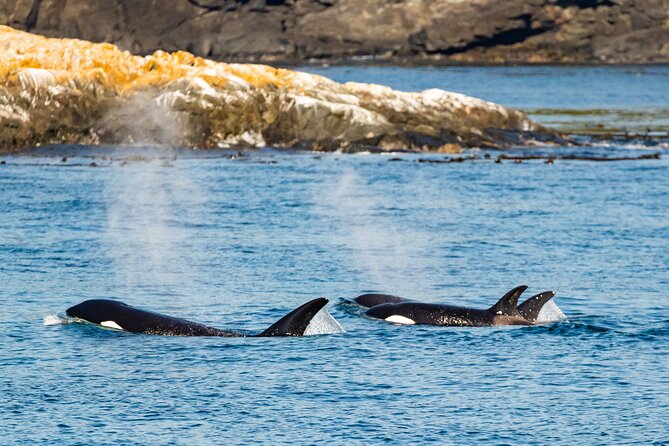 Victoria Whale Watching Tour on a Covered Vessel - How much value do you get for $136.42?