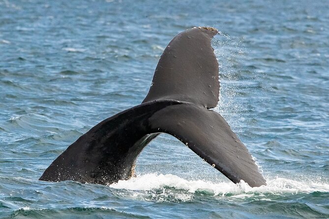 Victoria Whale Watching Tour on a Covered Vessel - Who will enjoy this most?