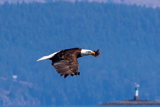 Victoria Whale Watching Tour on a Covered Vessel - Timing, weather, and wildlife expectations