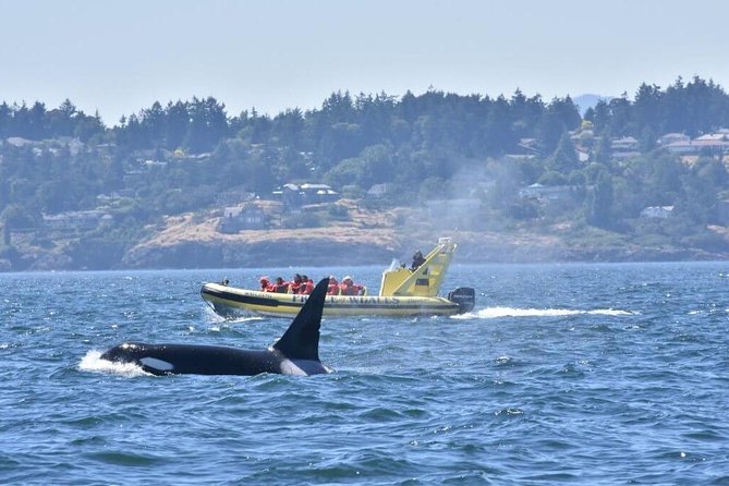 Victoria Zodiac Boat Whale Watching Adventure - The ride itself: three hours of wind, spray, and open views