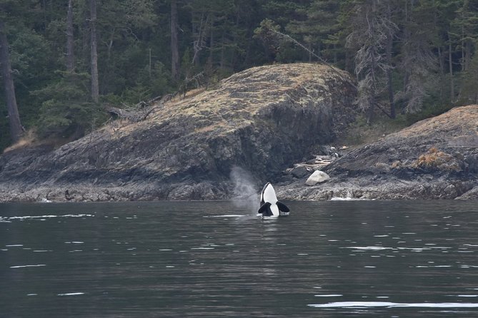 Victoria Zodiac Boat Whale Watching Adventure - The bonus wildlife can make the day