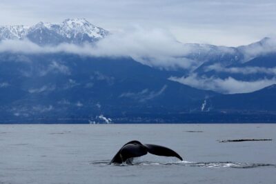 Victoria Zodiac Boat Whale Watching Adventure