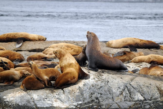 Victoria Zodiac Boat Whale Watching Adventure - Guides make a measurable difference
