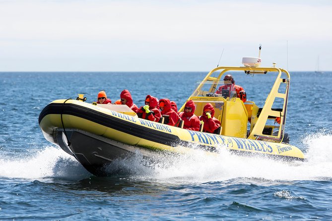 Victoria Zodiac Boat Whale Watching Adventure - How much value do you get for $154.08?