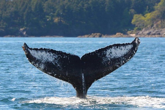 Victoria Zodiac Boat Whale Watching Adventure - Who should book this Zodiac?
