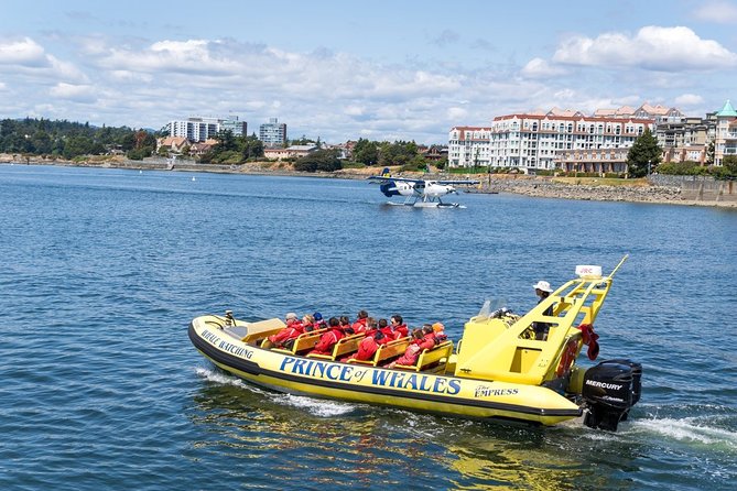 Victoria Zodiac Boat Whale Watching Adventure - Timing, cancellations, and useful planning advice