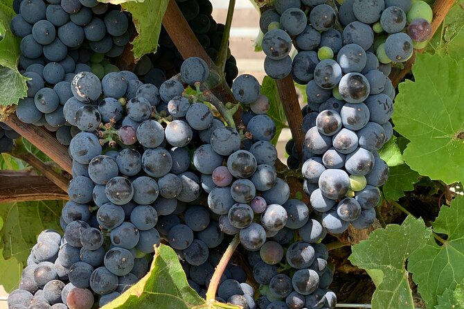 West Kelowna Full Day Wine Tour - The mystery tour option