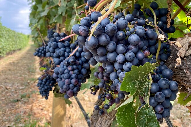 West Kelowna Half-Day Guided Wine Tour With 4 Wineries - Volcanic Hills starts with the broadest tasting