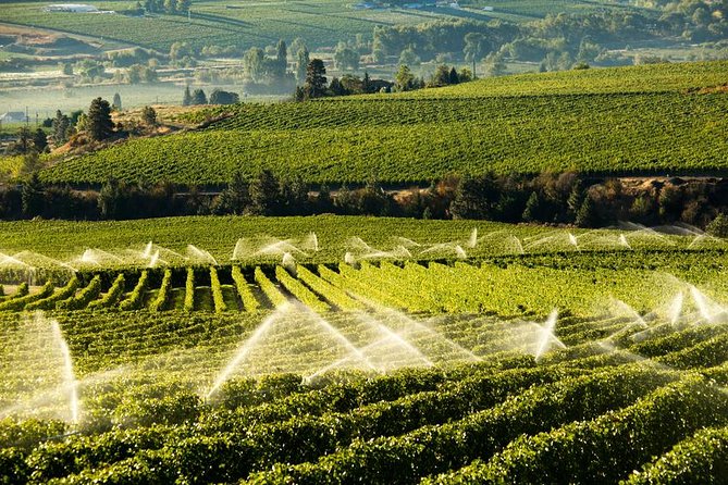 West Kelowna Wine Tour - Classic - 4 Wineries - Four wineries, one easy West Kelowna route