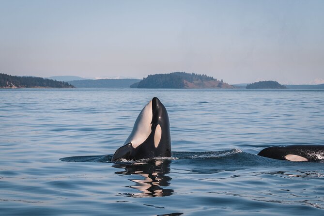 Whale Watching Nanaimo Open Boat Tour - Why this Nanaimo whale tour feels different