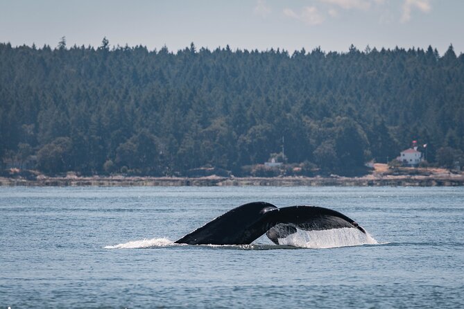 Whale Watching Nanaimo Open Boat Tour - Cruising through the Gulf Islands