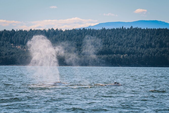 Whale Watching Nanaimo Open Boat Tour - The main whale-viewing hour