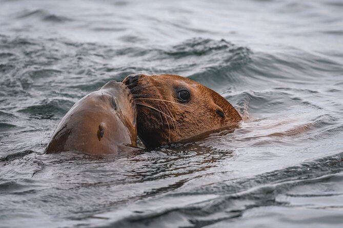 Whale Watching Nanaimo Open Boat Tour - Beyond whales: seals, sea lions, eagles, and otters