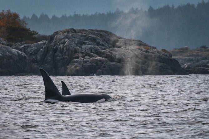 Whale Watching Nanaimo Open Boat Tour - Guides, captains, and the value of interpretation